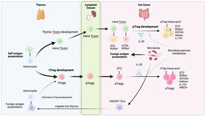 Regulatory T cells in peripheral tissue tolerance and diseases